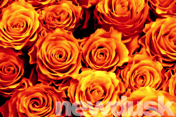 roses